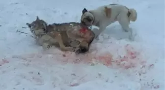 Kahraman Köpek! Köye İnen Kurt Sürüsüne Tek Başına Direndi