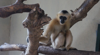 Türkiye'nin İlk Beyaz Yanaklı Gibbon Çifti Darıca'da Buluştu