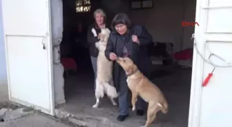 Kocaeli Sokak Köpeklerini Toplayarak Beslemesi Nedeniyle Ceza Kesildi