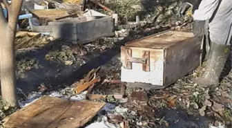 Ayı Mahalleye İndi, Arı Kovanlarını Paramparça Etti