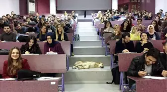 Sokak Köpeği Soğuk Havada Amfide Uyudu