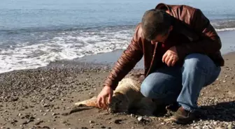 Fethiye'de Ölü Caretta Caretta Sahile Vurdu