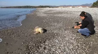 Fethiye Sahiline Ölü Caretta Vurdu