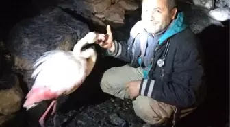 Flamingo 2 Saatlik Tedaviyle Doğaya Salındı