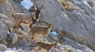 Artvin'de Yaban Keçisi Envanteri Çıkarıldı