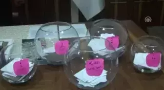 Damızlık Gebe Düveler Üreticilere Kurayla Verildi