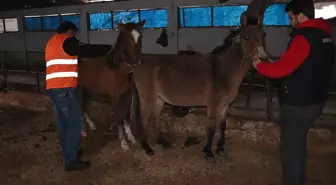 Güce Belediyesi Sokak Hayvanlarına Sahip Çıktı