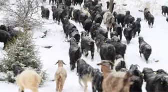 Karın Örttüğü Zeminde Kıl Keçileri