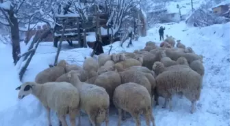 Alanya'da Mahsur Kalan Küçükbaş Hayvanlar Kurtarıldı