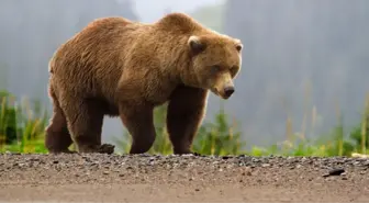 Bartın'da Ayıların Saldırısına Uğrayan Kişi Yaralandı