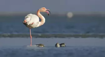 Foto Safari'de ödül zamanı