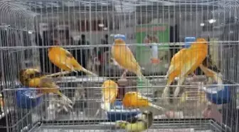 Kanaryalar Yarıştı