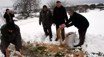 Karda Aç Kalan Yaban Hayvanları İçin Doğaya Yem Bırakıldı