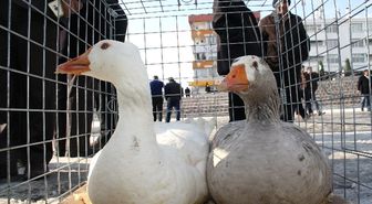 Yozgat'ta İlk Kez Kaz Günü Etkinliği Düzenlendi