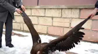 Konya'da Yaralı Akbaba Bulundu