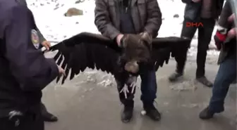 Konya'da Yaralı Akbaba Bulundu