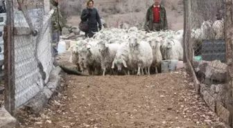 Ankara, Keçisine Sahip Çıkıyor