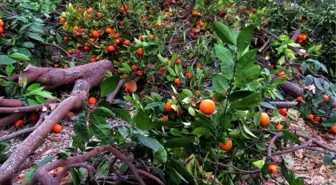 Düşük Fiyat, Mandalina Ağaçlarını Söktürdü