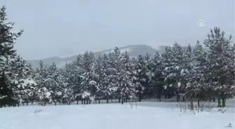 Yılbaşı Öncesi Çam Ağacı Nöbeti