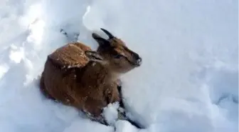 Yaban Keçisi Donmuş Şekilde Bulundu!