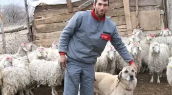 Çobanlık Aşkı Bekar Kalmayı Bile Göze Aldırdı