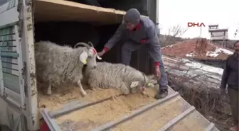 Cobanlık Askı Bekar Kalmayı Bıle Goze Aldırdı