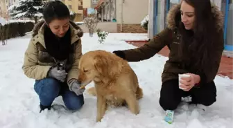 Aç Köpeği Elleri ile Beslediler