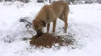 Kula Belediyesi Sokak Hayvanlarının Yardımına Koştu