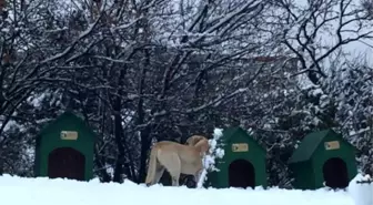 Hayrabolu'da Sokak Hayvanları İçin Barınma Kulübeleri