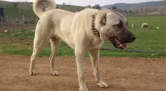 Elektrik Sayaçlarını Okumaya Gidenlere Köpekli Karşılama