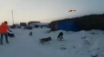 Erzurum Elektrik Sayaçlarını Okumaya Gidenlere Köpekli Karşılama