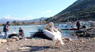 Gazipaşalı Balıkçıların Maskotu Pelikan 'Abbas'