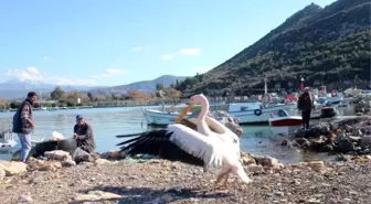 Gazipaşalı Balıkçıların Maskotu Pelikan 'Abbas'