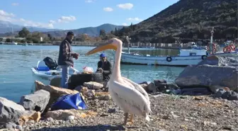 Pelikan Abbas' Gazipaşa Limanının Maskotu Oldu