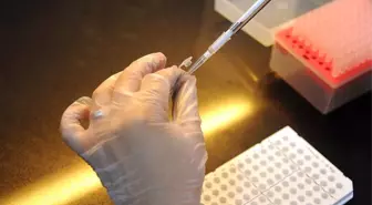 Laboratuvar Ortamında İnsan Midesine Ait Dokular Geliştirildi