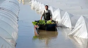 Sel Suları Altında Kalan Seralarda Sandallarla Hasat Yapmaya Çalıştılar