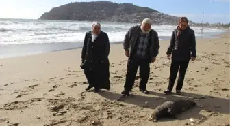 Alanya'da Ölü Akdeniz Foku Sahile Vurdu