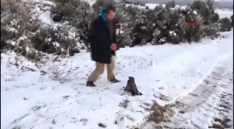 Burdur Yaralı Şahin Tedaviye Alındı