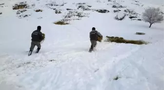 Konya'da Anadolu Yaban Koyunlarına Yem Takviyesi