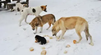 Hayrabolu'da Sokak Hayvanlarına Yem Bırakıldı