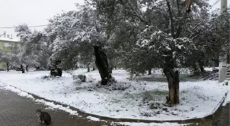 Edremit'te Kar Yağışı Zeytin Ağacına Yaradı