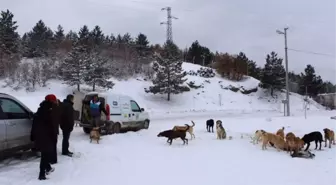 Kütahya Barosu Yaban Hayvanları İçin Doğaya Yem Bıraktı