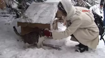 Kağıthane Belediyesi, Sokak Hayvanları İçin 100 Ayrı Noktada Çalışıyor