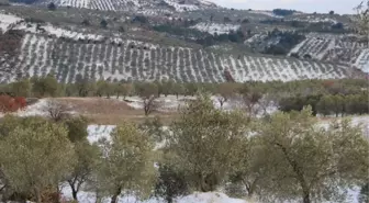 Burhaniye'de Zeytin Hasadına Kar ve Soğuk Molası