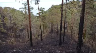 Çamburnu Sarı Çam Ormanları İlkbaharda Tekrar Yeşillenecek