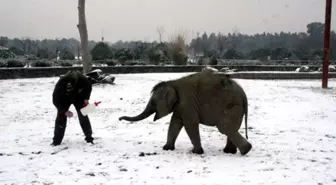 Doğal Yaşam Parkındaki Hayvanların Kar Keyfi