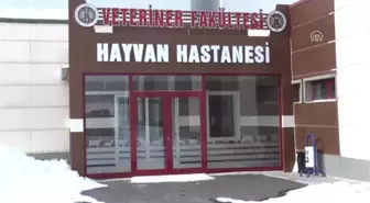 Hayvanlar Için 'Modern Hastane'