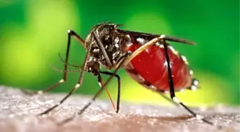 Angola'da Zika Virüsü Vakası