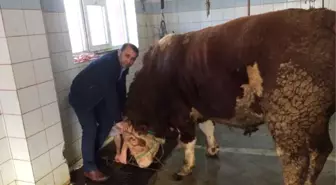 Dev Dana Görenleri Şaşkına Çevirdi