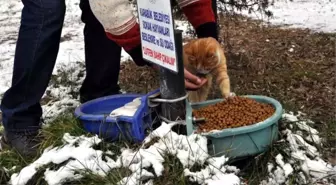 Karabük Belediyesi Sokak Hayvanlarını Unutmadı